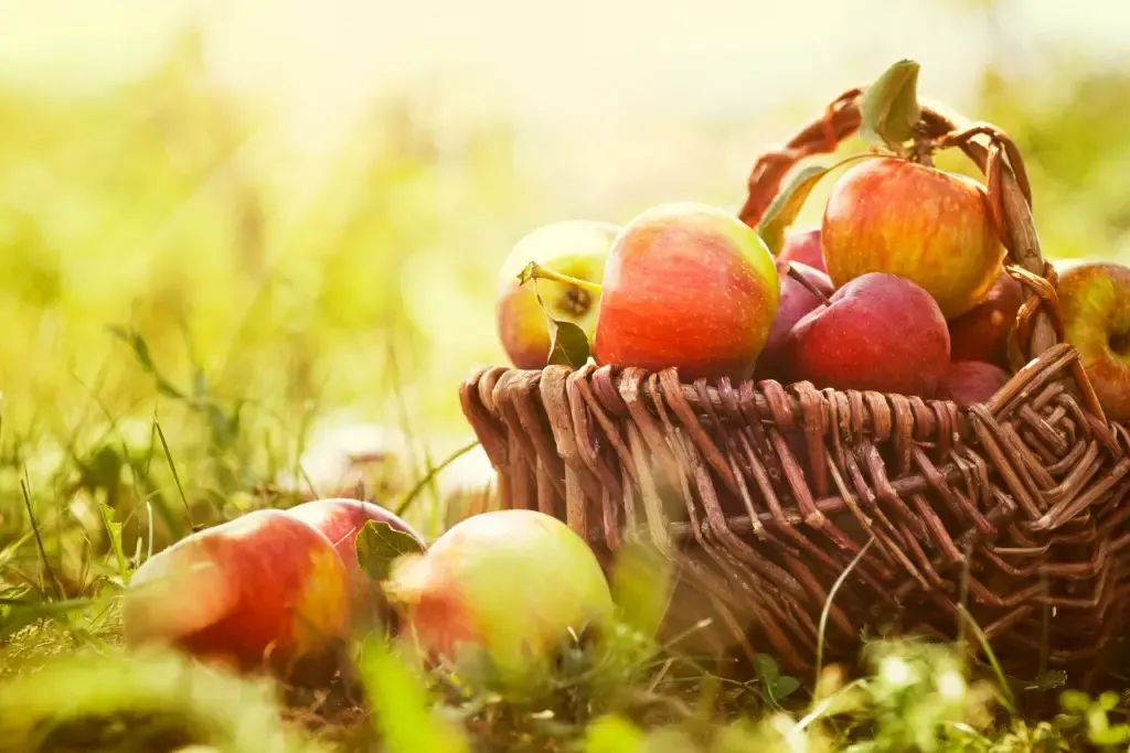 Apple Picking