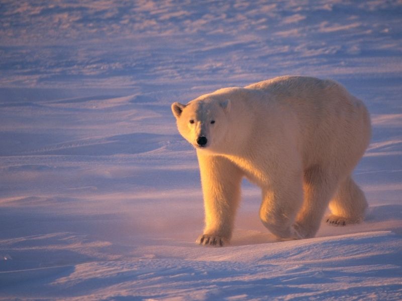 polar bears in Canada