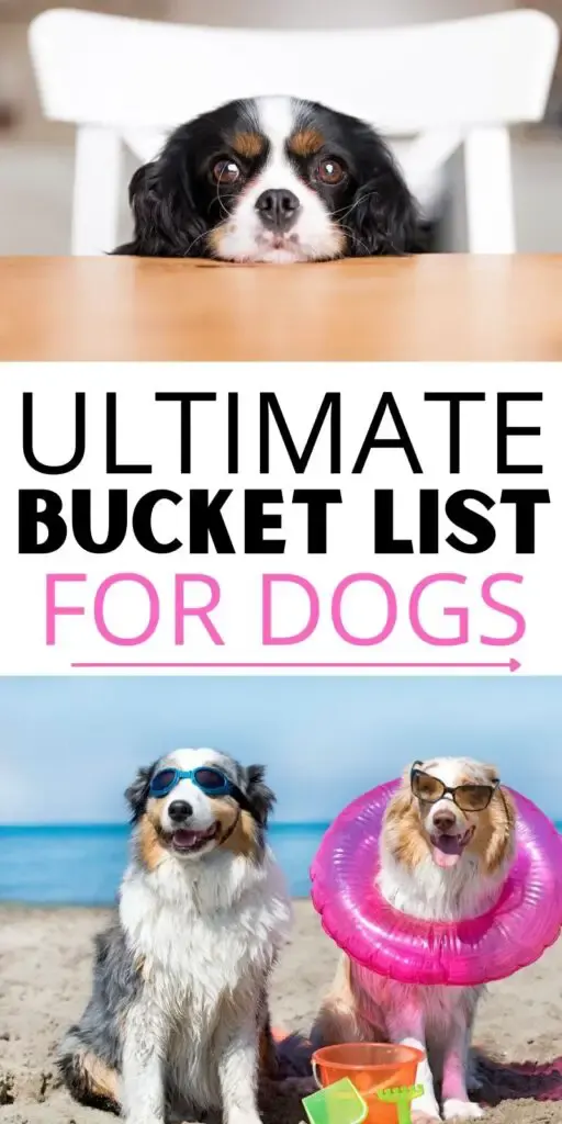 Bucket list for dogs