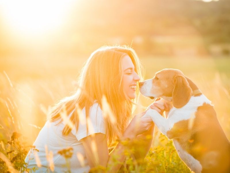 dog bucket list