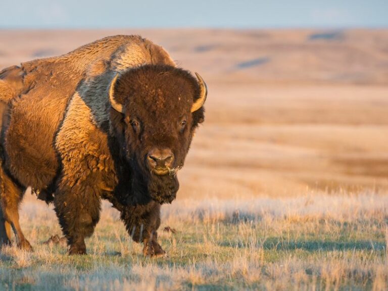 Saskatchewan Bucket list