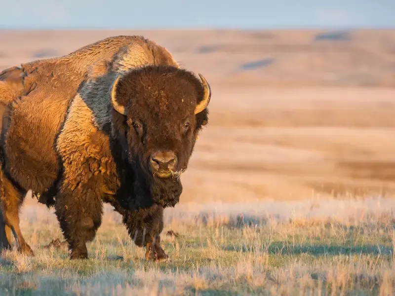 Saskatchewan Bucket list